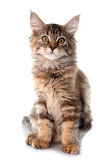 maine coon kitten © cynoclub