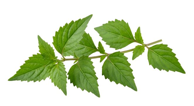 Fresh Cat's Whiskers Plant Leaves Isolated on White Background - Orthosiphon Aristatus