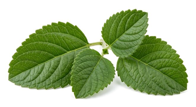 Fresh Boldo Leaves Isolated on White Background - Peumus Boldus Herbal Remedy