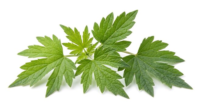 Fresh Chinese Motherwort Leaves Isolated on White Background - Leonurus Japonicus
