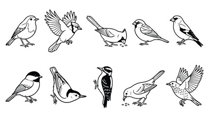Vintage bird line art collection, set of 10 garden bird vector illustrations, black and white songbird sketches for nature branding and field guides © Noman