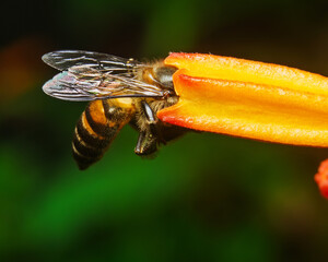 Honey bee collecting nectar from an orange flower in a vibrant garden macro scene © Anuradha