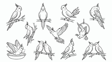 Obraz premium Hand drawn cockatiel bird vector set, black and white parrot line art illustrations, pet bird sketches for coloring books and nature designs