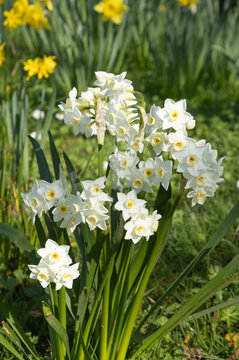 Narcisse Paperwhite	
