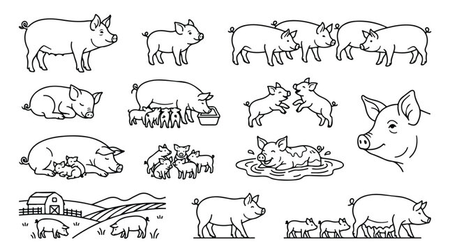 Hand drawn pig vector illustrations, rustic farm animal line art set, cute pigs and piglets in various poses, minimalist livestock sketches for agricultural design