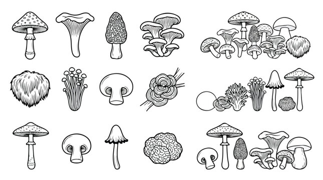 Vintage mushroom line art collection, hand drawn edible and wild fungi vector set, black and white botanical mushroom illustrations for foraging guides