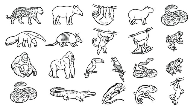 Tropical rainforest animals line art collection, 20 jungle wildlife vector icons, exotic south american fauna coloring book set