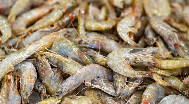 Fresh shrimp closeup. Fresh seafood pile. Fresh shellfish texture. Fresh prawn tails.