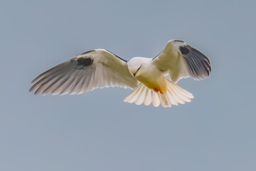 Obraz premium Black-shouldered Kite searching for prey in the overcast sky