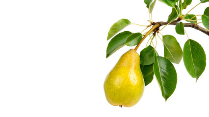 Fresh ripe yellow pear hanging on a branch with green leaves isolated on transparent background cut out © Hanna