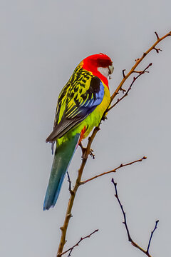 Eastern Rosella in the Hawthorn tree in the morning rain