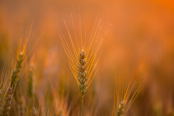 Obraz premium Wheat stands near bokeh. Wheat ear catches daylight. Summer wheat meets countryside. Golden wheat fills frame.