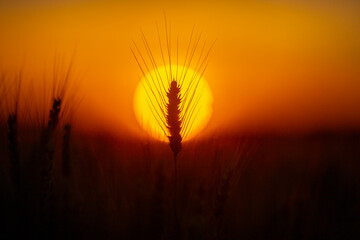 Obraz premium Wheat ear silhouette in sunlight. Wheat ear against orange sky. Backlit wheat ear close up. Golden wheat ear at sunset.