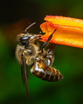 Honey bee feeding on vibrant orange flower in tropical garden with soft green bokeh background