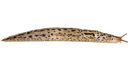 leopard, slug snail isolated on white background © Fai