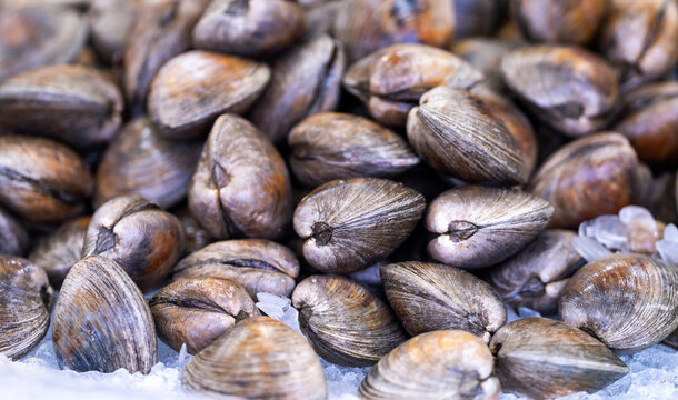Clam shells, fresh clams, raw clams, whole clams, closed clam.