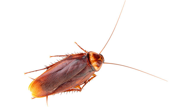 creepy insect cockroach PNG on Transparent background