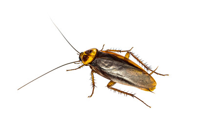 creepy insect cockroach PNG on Transparent background © dword