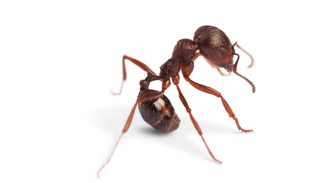 red fire ant PNG on Transparent background