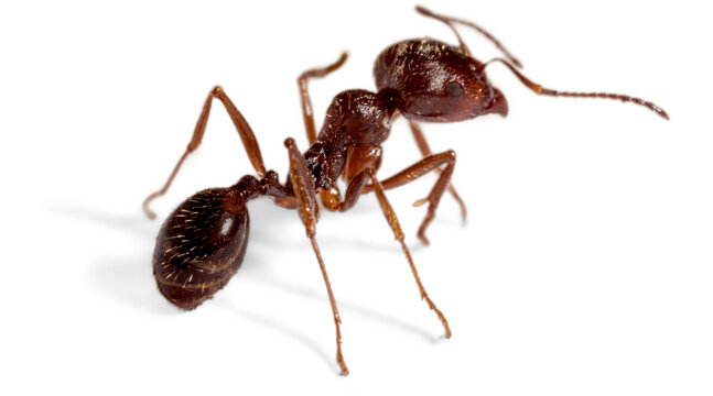 red fire ant PNG on Transparent background
