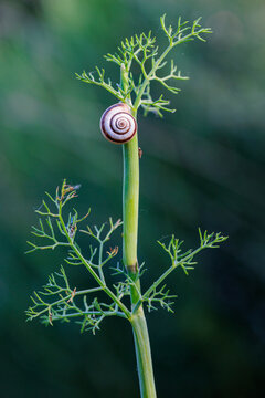Striped snail shell on a shoot of the fennel plant. Cepaea nemoralis.