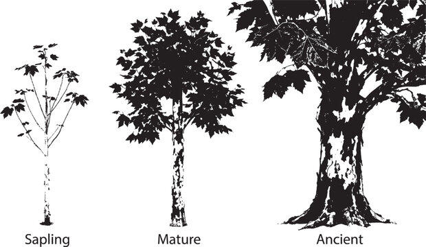 Black and white illustration of tree growth stages showing a small sapling a mature tree and a large old forest tree side by side isolated on transparent background, Vector