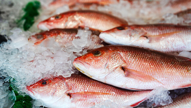 Snapper on crushed ice. Snapper fish head closeup. Fresh snapper scale texture. Raw snapper seafood.