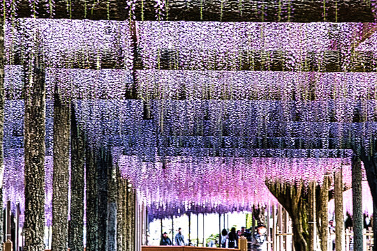 5月初旬前後に見頃を迎える紫色や白色の「藤」の花は、蝶のような形の小さな花をたくさん咲かせます