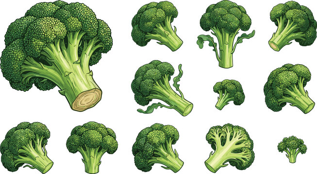 Fresh broccoli vegetable collection with organic green florets healthy food ingredient and farm vector illustrations