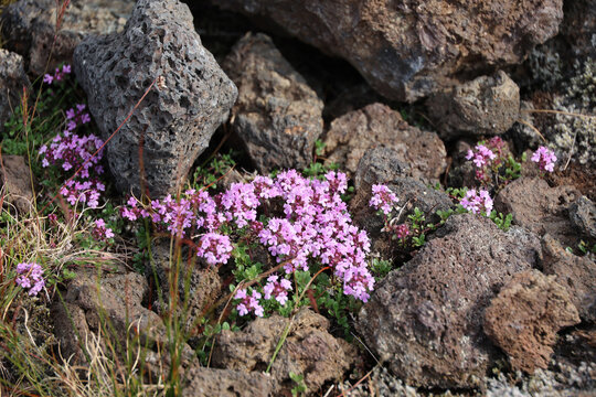 Flowers grow in the lava field in Iceland