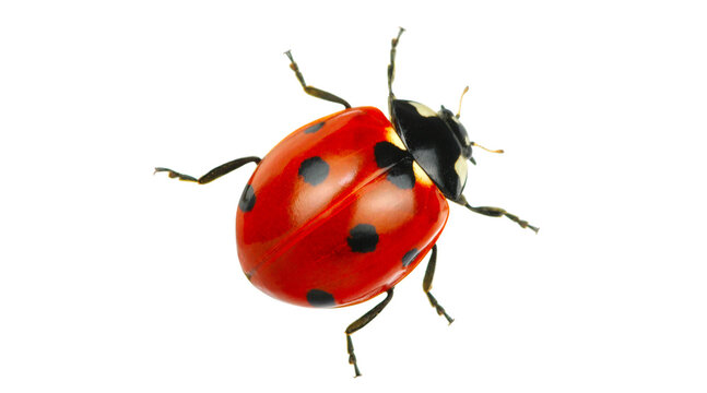 lady bug, ladybird, ladybug PNG on Transparent background