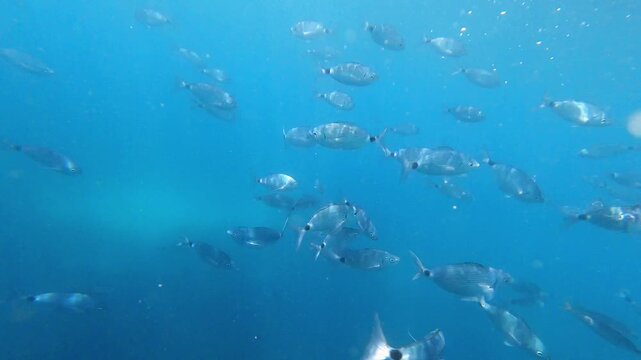 School of Mediterranean Fish Swimming in Clear Blue Water Underwater