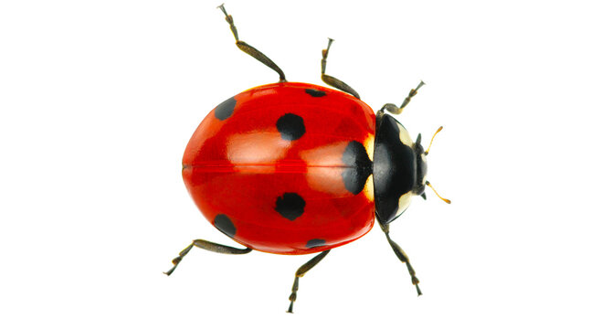 lady bug, ladybird, ladybug PNG on Transparent background