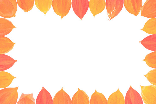 Horizontal flat lay pastel autumn border frame of pale pink toned physalis alkekengi fruits isolated on clean transparent background png copy space template
