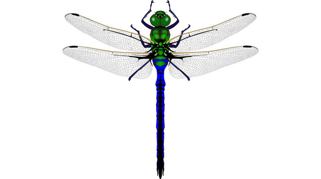 dragonfly PNG on Transparent background
