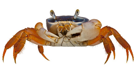 crab, beach, seafood, PNG on Transparent background © Anshra 