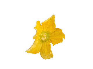 Fototapeta premium Single bright yellow cucumber flower blossom