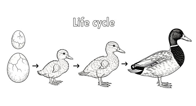 Duck Life Cycle Stages.