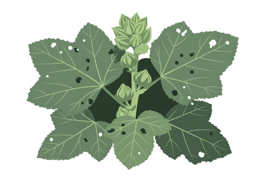Botanical vector illustration of hollyhock Alcea rosea leaves and developing flower buds showing pest damage with holes and small black beetles isolated on a white background.