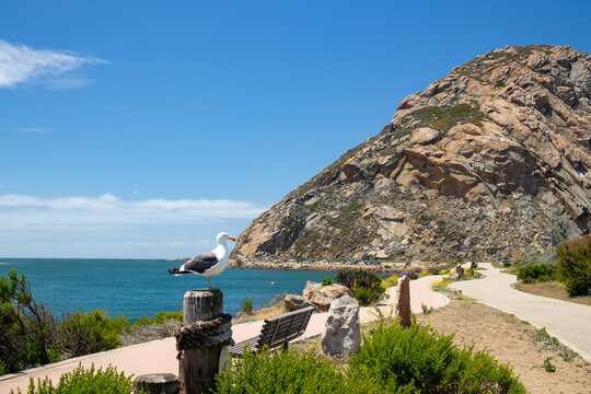 View of Morro Rock with a seagull perched on a wooden post overlooking the ocean and a winding coastal path in Morro Bay, California, United States.