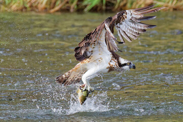 狩りに成功したミサゴ(Osprey) © 水玉模様