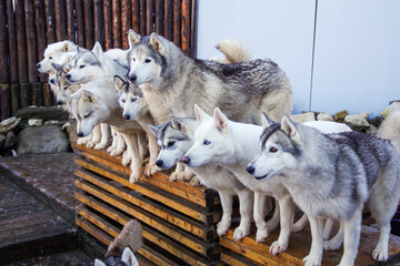 alaskan malamute dogs in the yard. husky © Julia