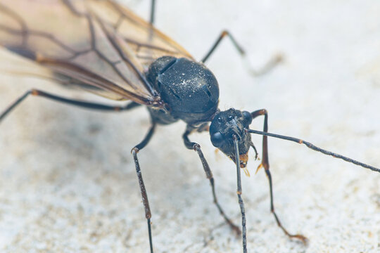 Winged carpenter ant alate preparing for flight
