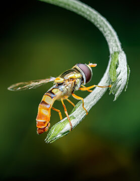 Hoverfly resting on green plant stem in nature
