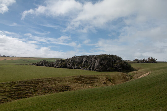 View of wind-swept trees leaning sideways on rolling green hills under a cloudy sky at Slope Point, Southland Region, New Zealand.