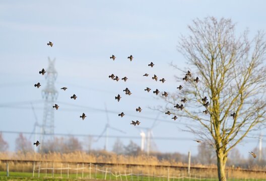 The common starling, Sturnus vulgaris, in flight over a meadow