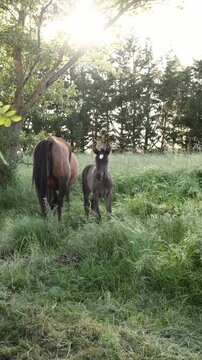 Mare and foal grazing in spring meadow at sunrise