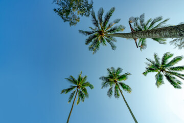 Fototapeta premium Bottom view of tropical coconut palm tree against a clear blue sky at a seaside resort, capturing summer vacation, island paradise, coastal relaxation and tropical travel destination concepts.