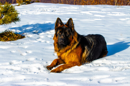 Long Haired German Shepherd Lying in Snow