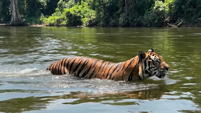 Majestic Tiger Swimming Gracefully in a Lush River Surrounded by Dense Greenery, Capturing the Power and Beauty of Wildlife in Its Natural Habitat